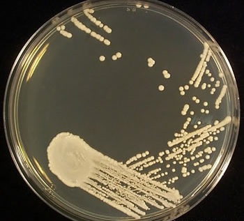 AGAR SABOURAUD DEXTROSA (500)