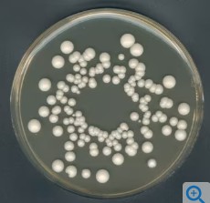 AGAR YGC (500)