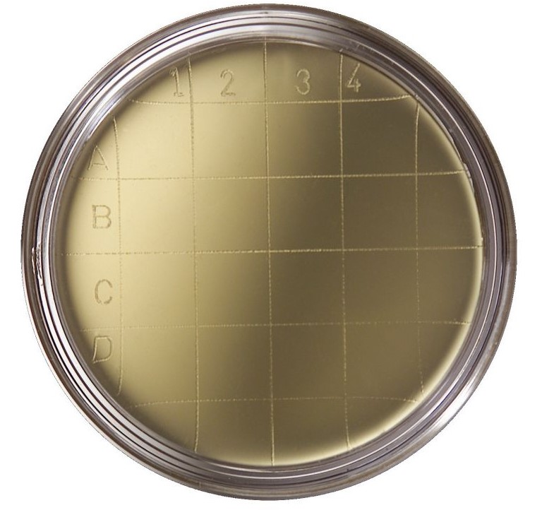 PLACA PREPARADA SLANETZ BARLEY 55 MM  (30) +