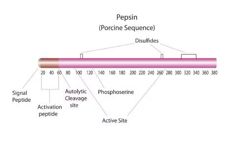 PEPSIN FROM PORCINE GASTRIC MUCOSA (250MG)