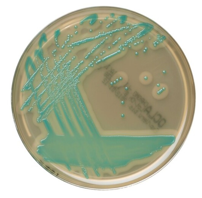 BRILLIANCE LISTERIA AGAR  SUPLEM DIFERENCIAL (10)