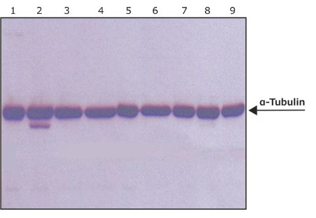 MONOCLONAL ANTI-α-TUBULINA ANTIBODY (100UL)