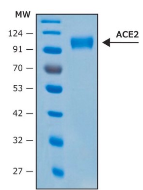 ANGIOTENSIN CONVERTING ENZYME-2 (50UG)