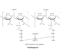 LISOZIMA DE HUEVO DE GALLINA (1 G)