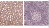 ANTI-HYAL1 ANTIBODY PRODUCED IN RABBIT (100UL)