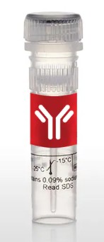 NAT8L POLYCLONAL ANTIBODY, INVITROGEN  (100 µl)