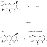 CHITINASE FROM STREPTOMYCES GRISEUS (25UN)