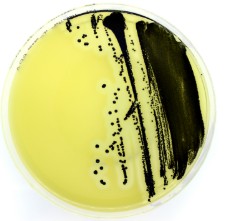 PLACA PREPARADA YSG AGAR 90MM (20)