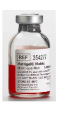 MATRIGEL HESC-QUALIFIED MATRIX