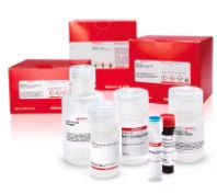 BUTYRYLCHOLINESTERASE (BCHE) ACTIVITY ASSAY KIT