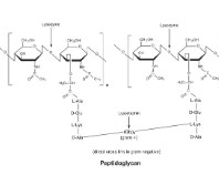 LYSOZYME HUMAN,  RECONBINANT  (1 G)