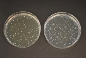 AGAR TOS-PROPIONATO (BASE) (500 G)
