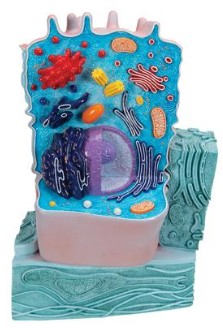 MODELO CELULA ANIMAL DIVULGACION CIENTIFICA