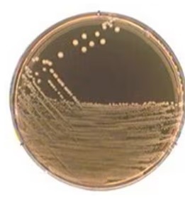 AGAR M-17  (500G)