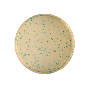 COMPASS B.CEREUS AGAR SUPLEM. SEL. (10X100ML)
