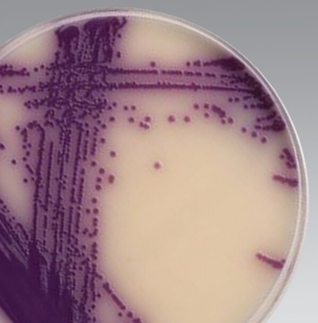 SALMONELLA SELECTIVE SUPLEMENT (10V)