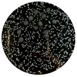 PLACA PREPARADA LEGIONELLA BCYE AGAR  90 MM  (20)