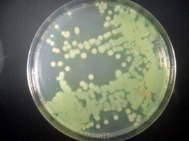 AGAR PSEUDOMONAS (500)