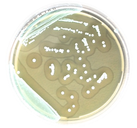 PLACA PREPARADA CROMOGENICA LISTERIA 90 MM (20)