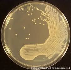 PLACA PREPARADA PSEUDOMONAS CFC SELECTIVE (20)