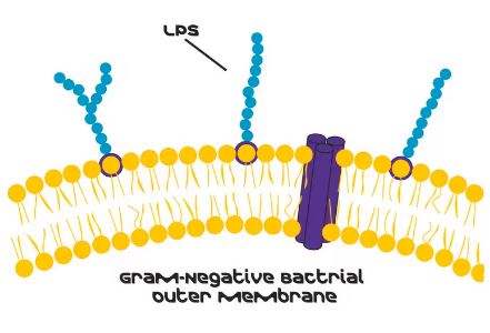 LIPOPOLYSACCHARIDES FROM ESCHERICHIA COLI 055:B5