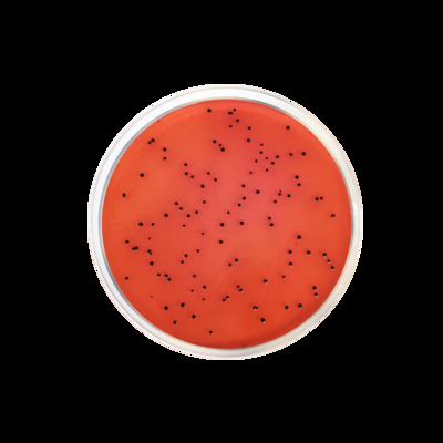 AGAR XLD  (500G)