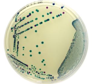 PLACA PREPARADA CROMOGENICA E.COLI/COLIFORMES (20)