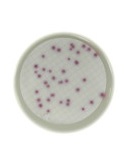 PLACA PREPARADA PSEUDOMONA CN SELECT.AGAR 60 MM(20