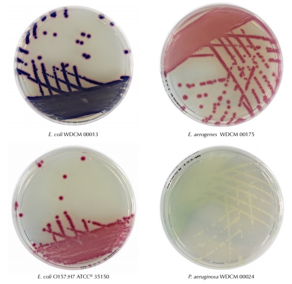 PLACA PREPARADA CHROM.COLIFORM AGAR 60 MM (20) CCA