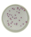 PLACA PREPARADA TSC AGAR 60 MM (20)
