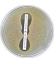 AMOXICILLIN AML 0.016-256 (10)