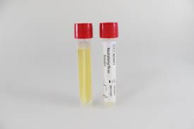 CAMPYLOBACTER JEJUNI ATCC 33291
