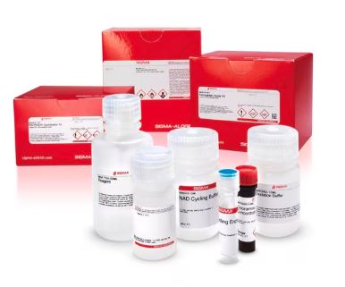 GLICOLGEN ASSAY KIT